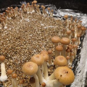 magic mushrooms