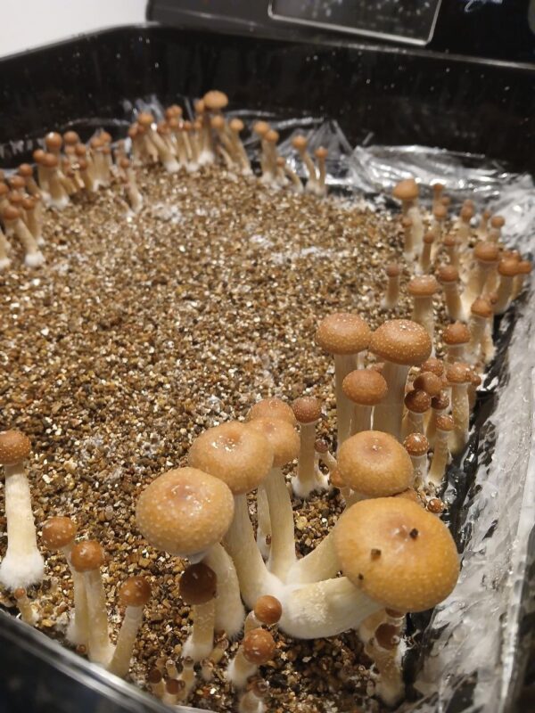 magic mushrooms